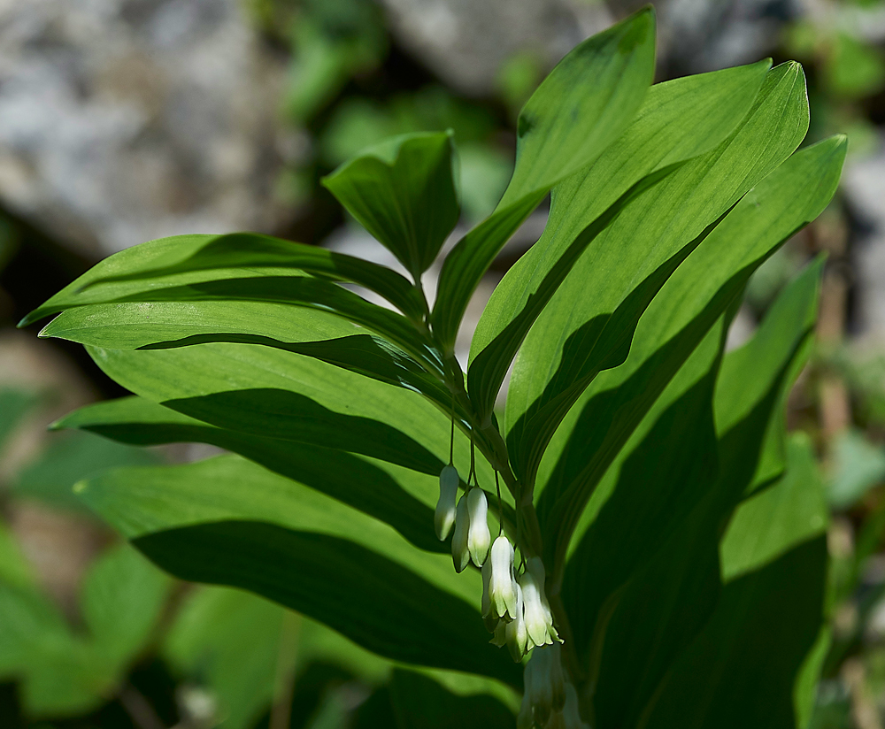 Solomon&#39;sSealArnside280518-6