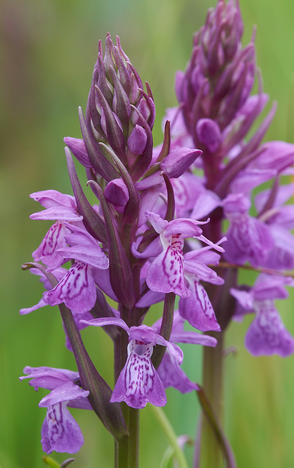 SouthernMarshOrchid100718-1