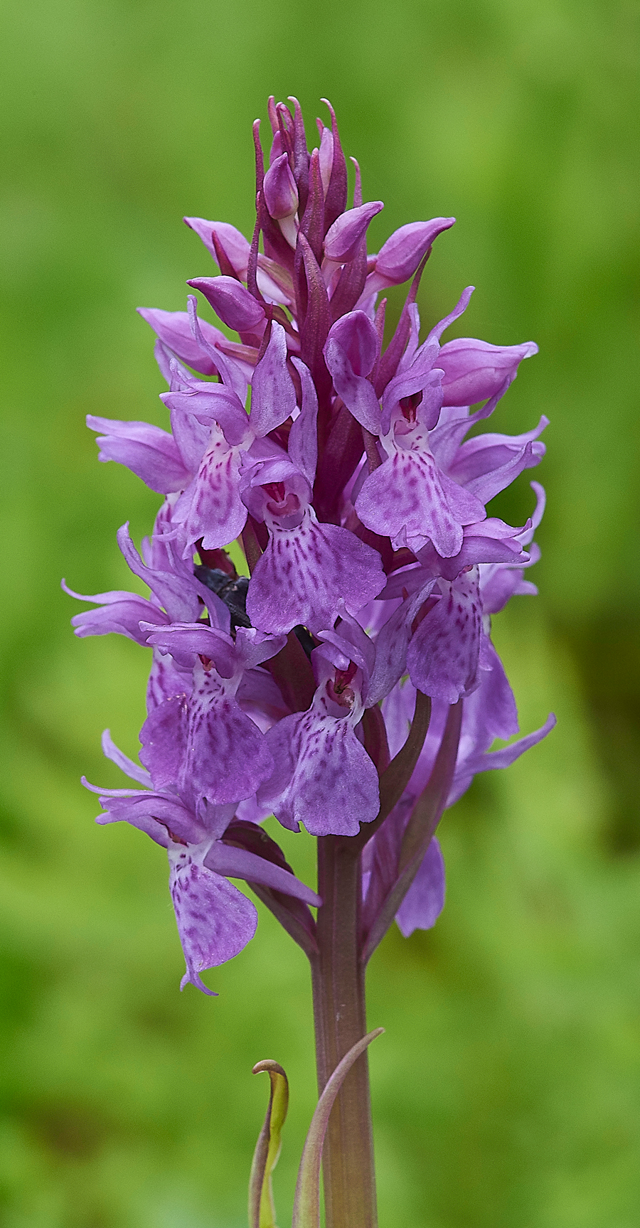 SouthernMarshOrchid100718-2