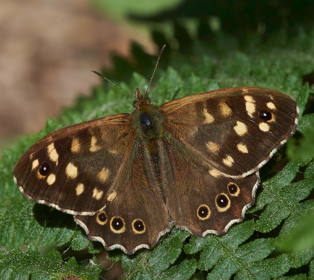 SpeckledWood070618-1