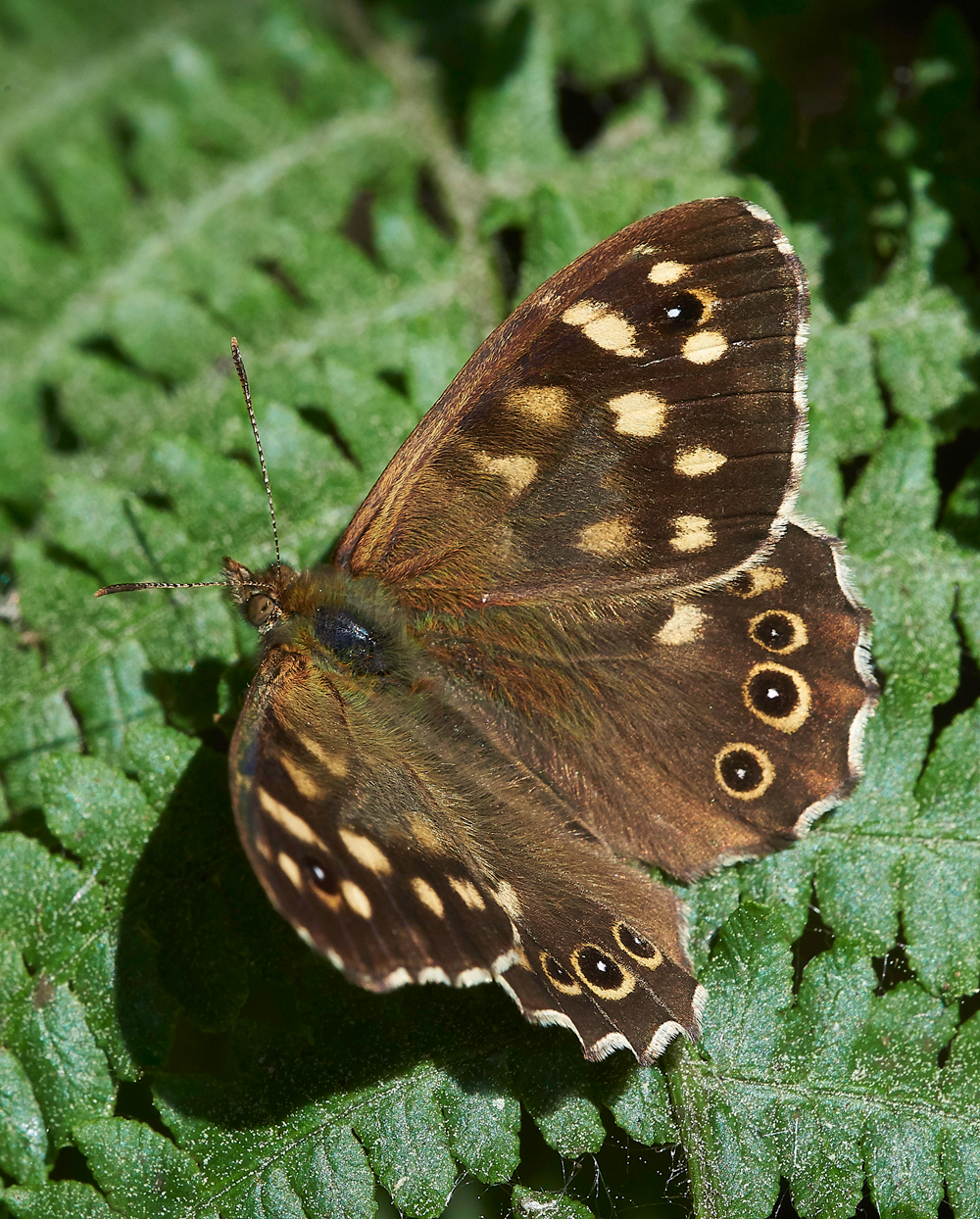 SpeckledWood070618-2
