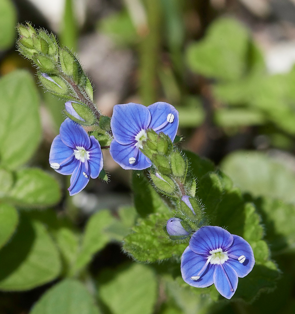 Speedwell070518-1