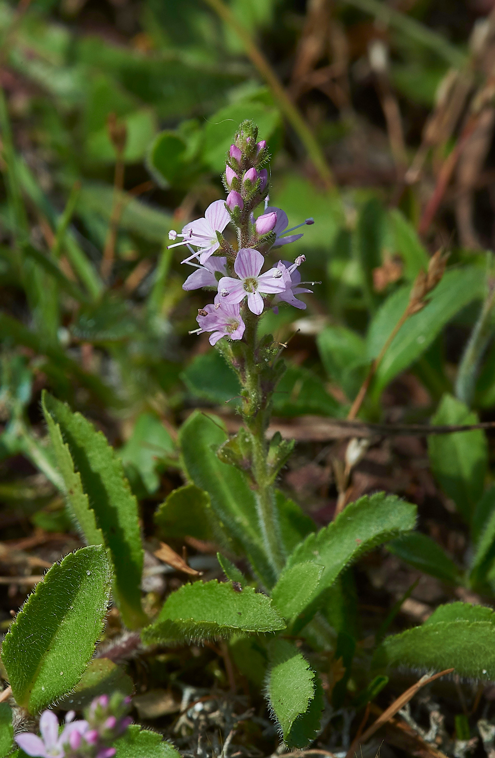 Speedwell070618-1