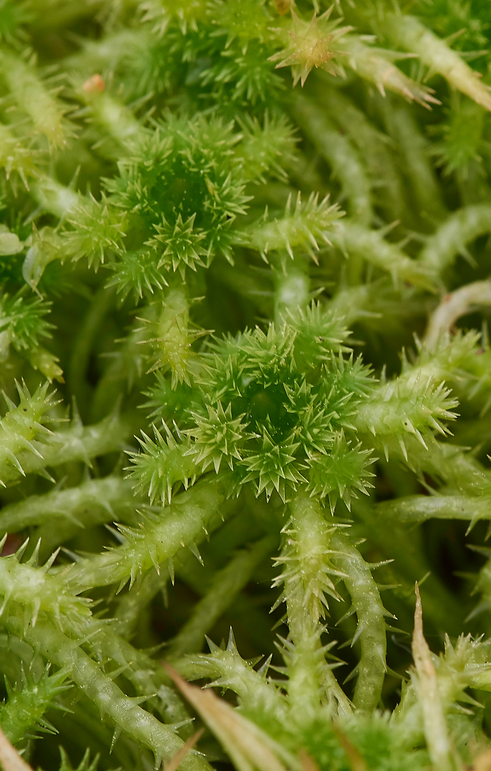 SphagnumMossCliburnMoss3101518-1
