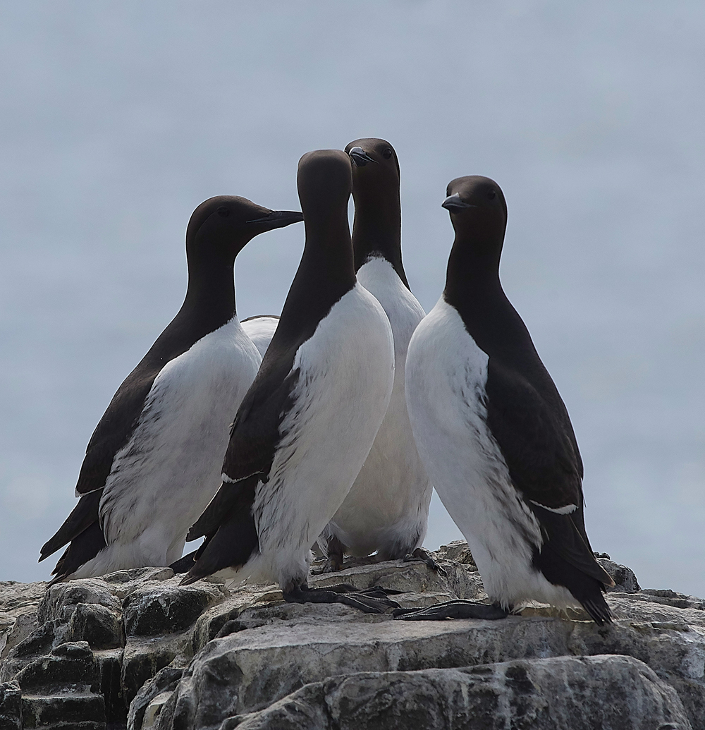 StapleIslandGuillemot130618-1