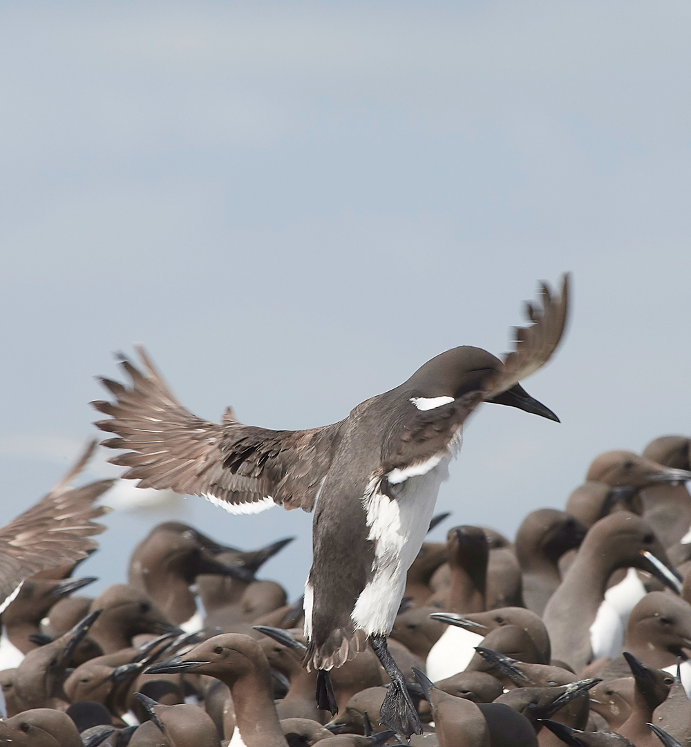 StapleIslandGuillemot130618-10