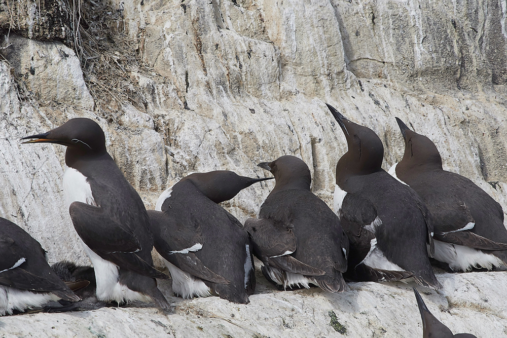 StapleIslandGuillemot130618-11