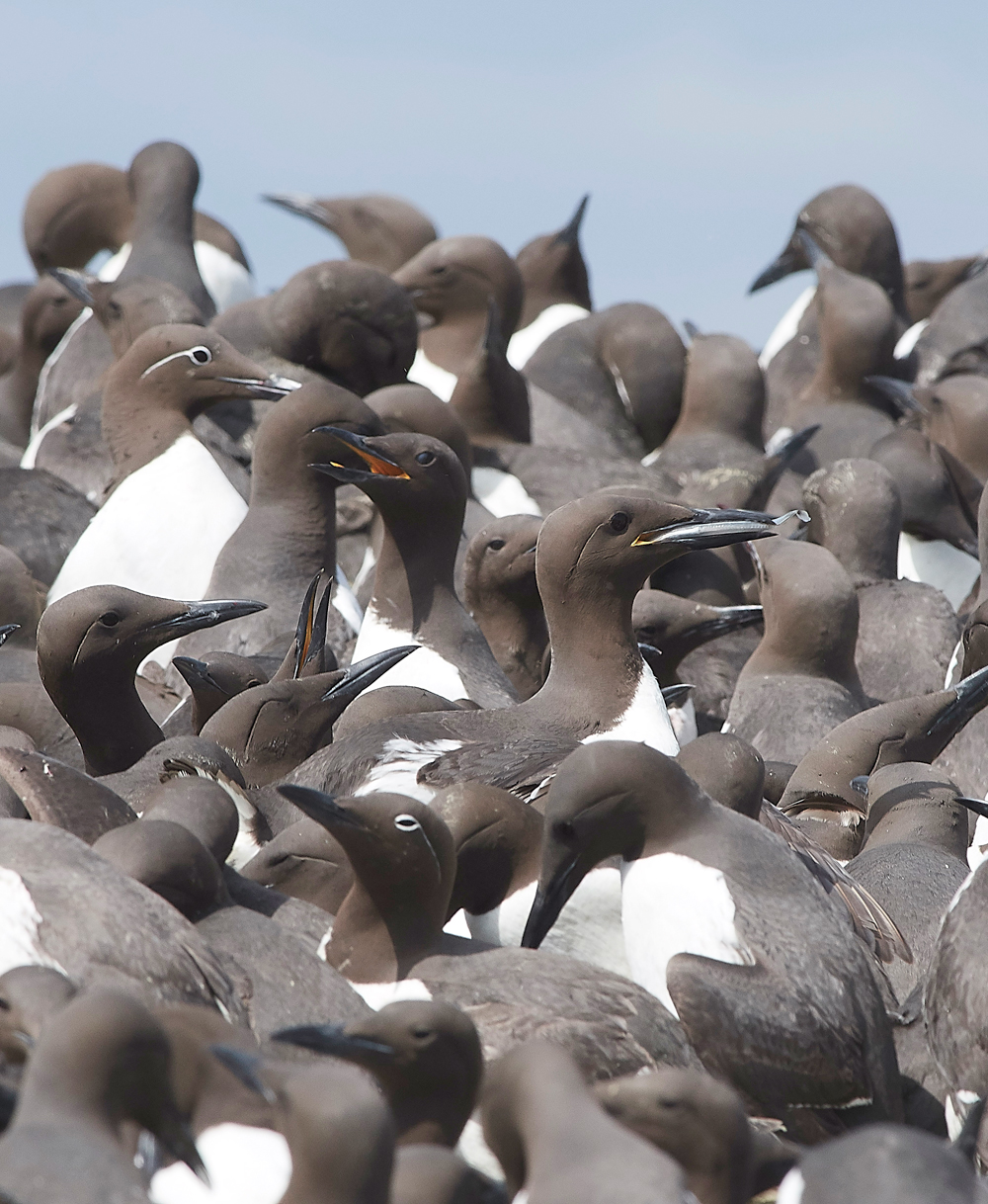 StapleIslandGuillemot130618-12
