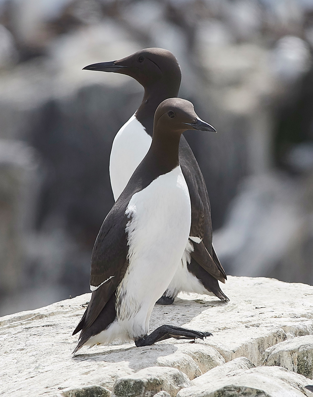 StapleIslandGuillemot130618-13