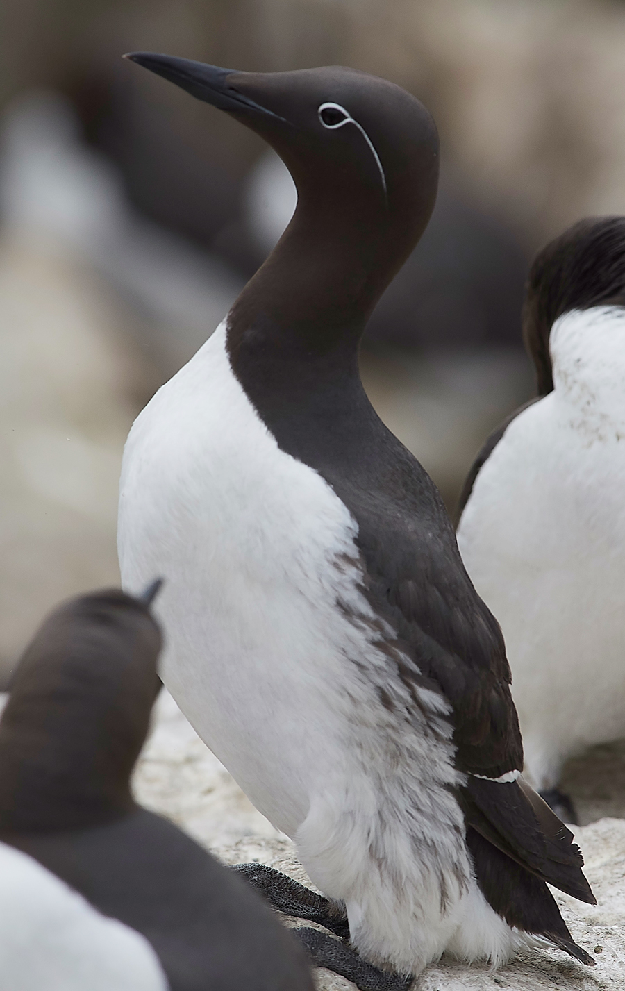 StapleIslandGuillemot130618-14