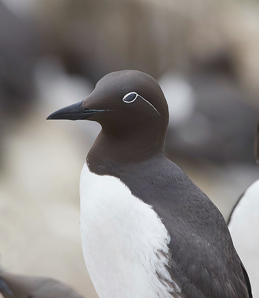 StapleIslandGuillemot130618-15