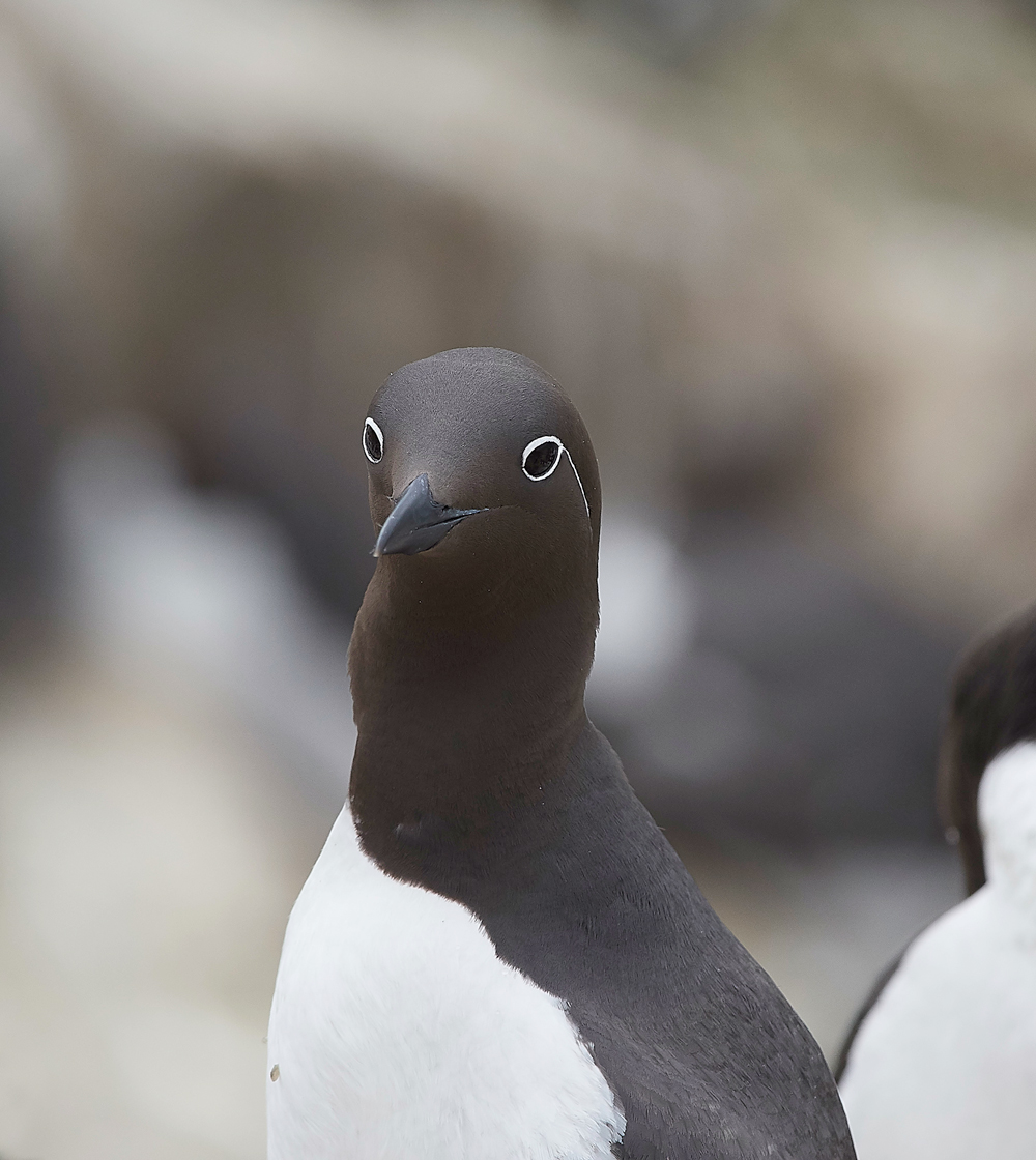 StapleIslandGuillemot130618-16