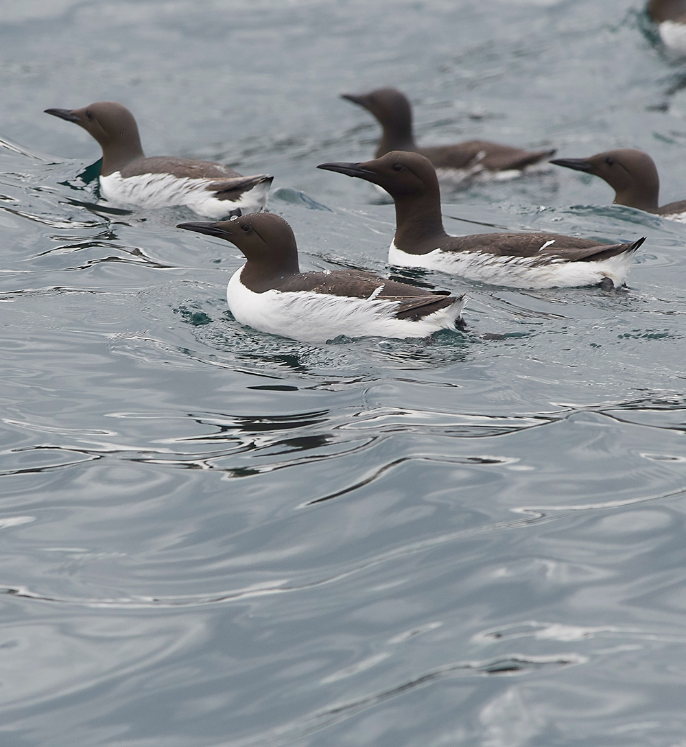 StapleIslandGuillemot130618-18