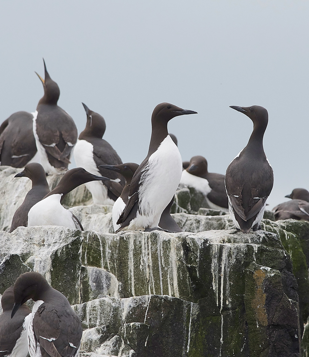 StapleIslandGuillemot130618-19