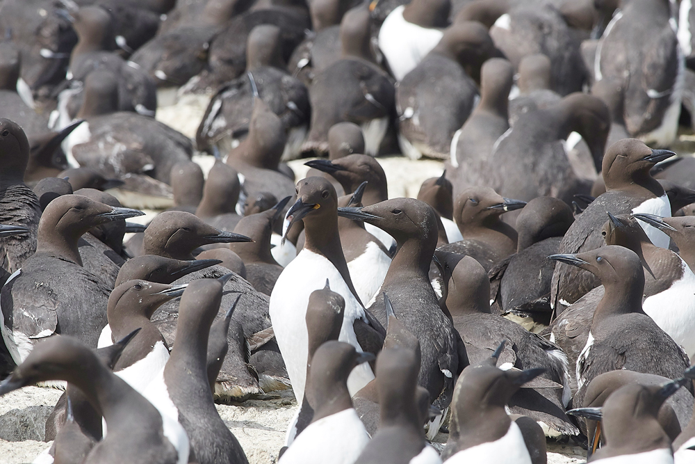 StapleIslandGuillemot130618-3
