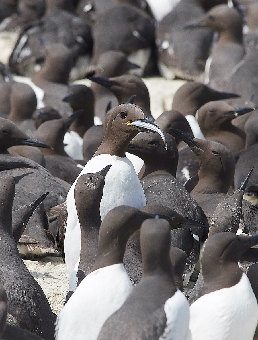 StapleIslandGuillemot130618-4