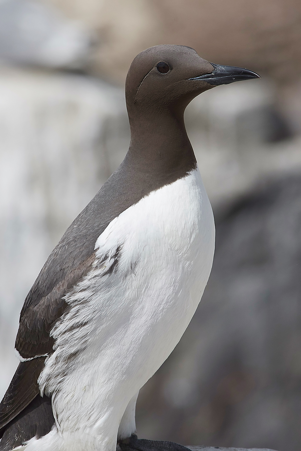 StapleIslandGuillemot130618-5