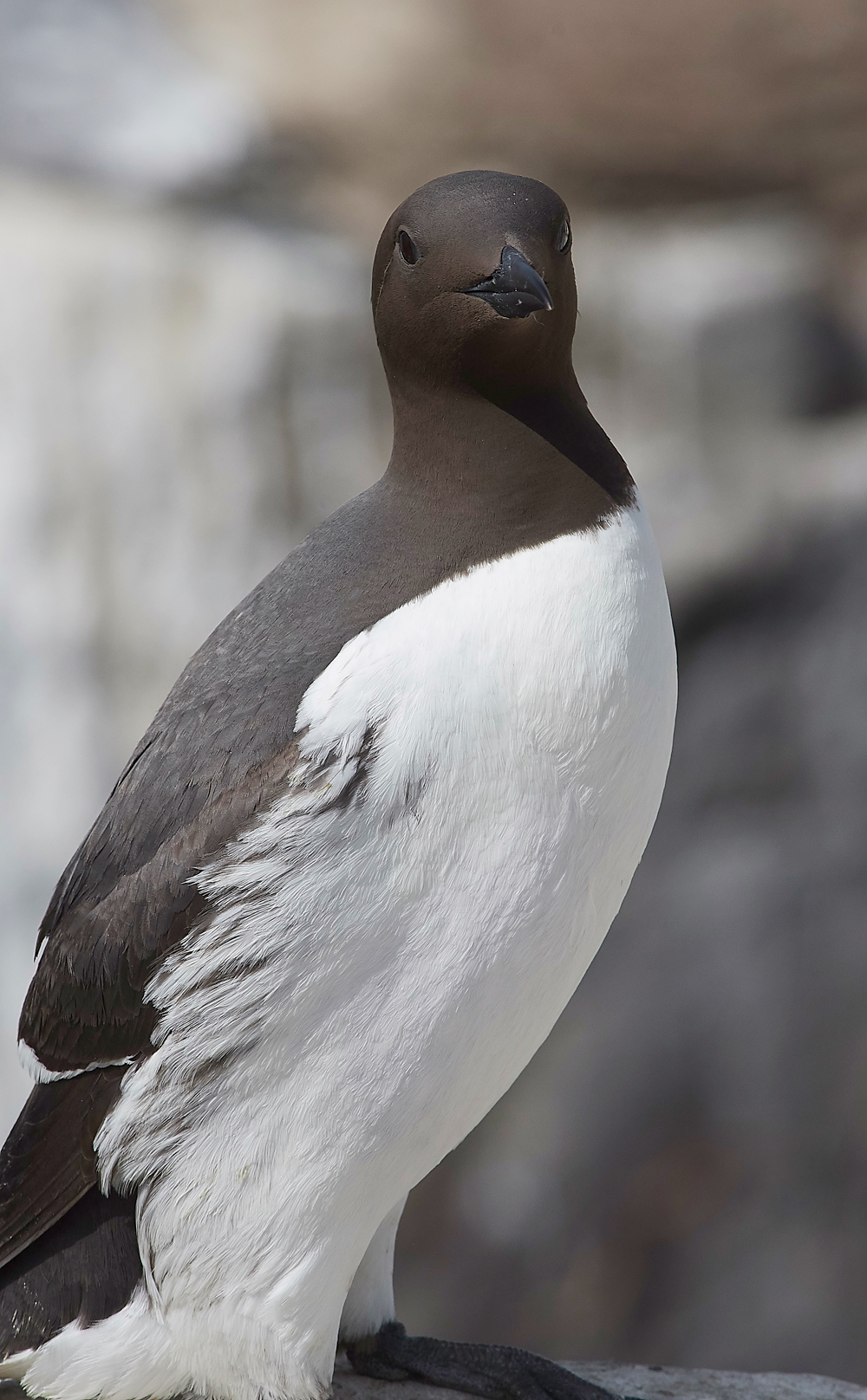 StapleIslandGuillemot130618-6