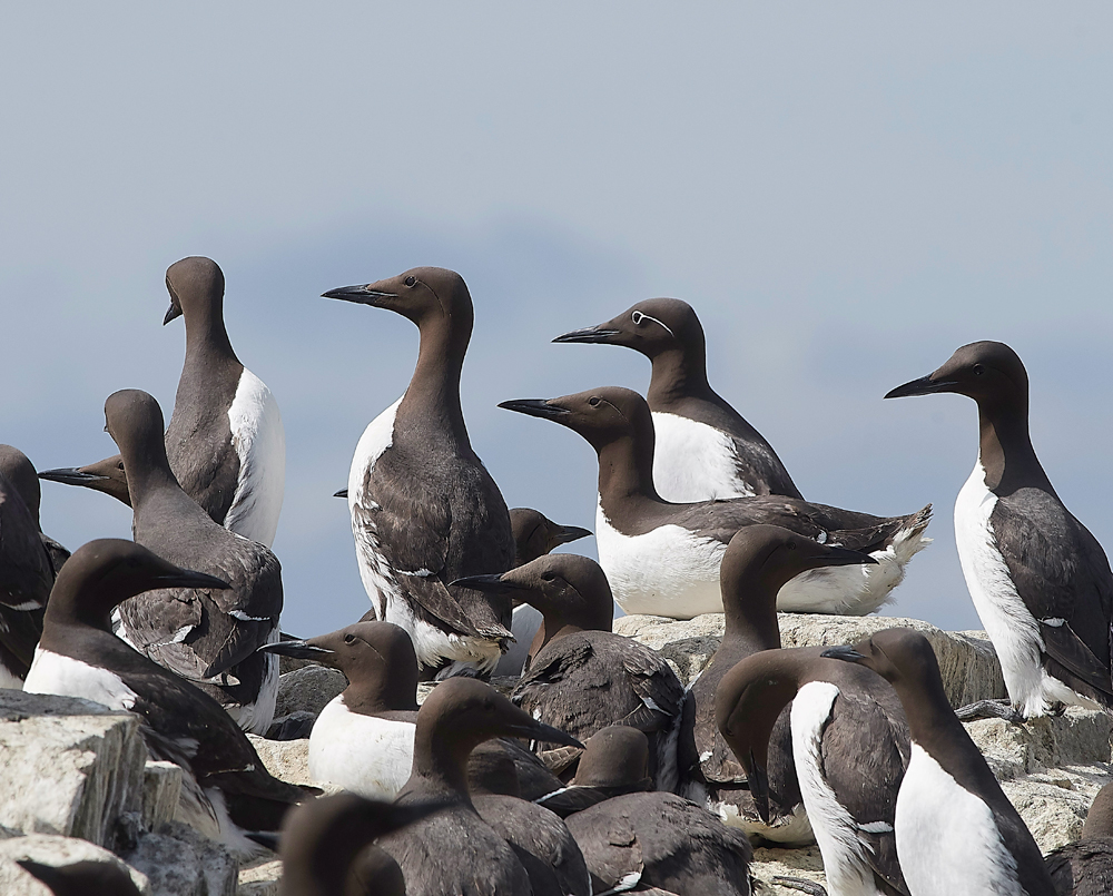 StapleIslandGuillemot130618-7