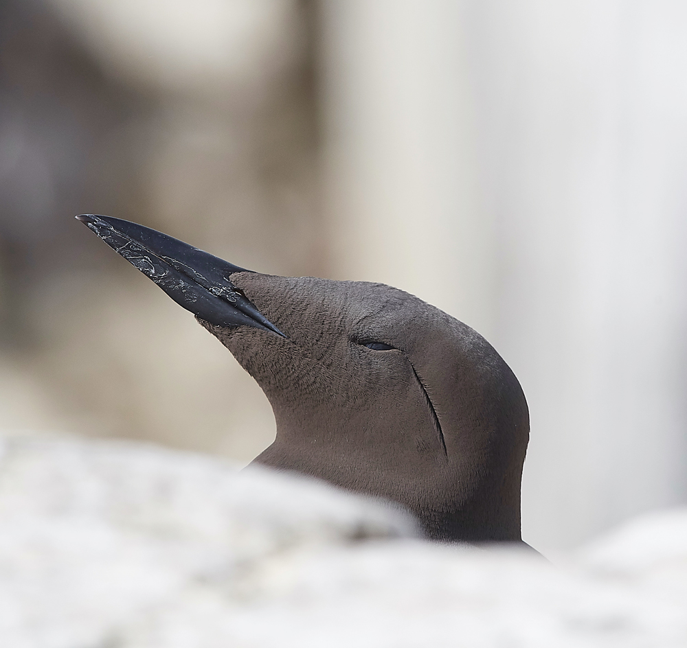 StapleIslandGuillemot130618-9
