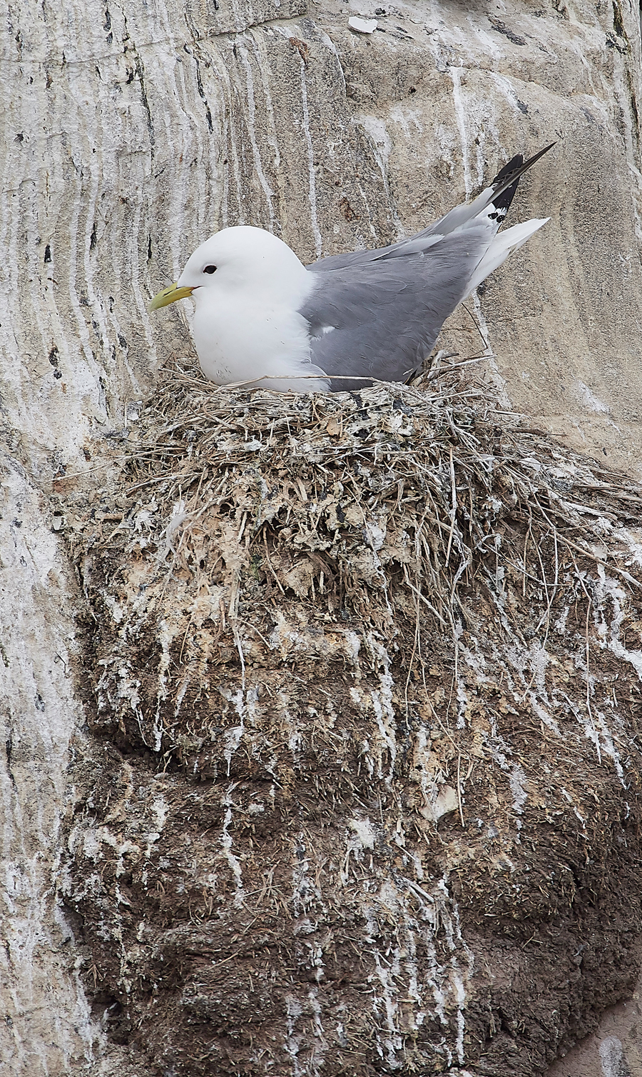 StapleIslandKittiwake130618-6