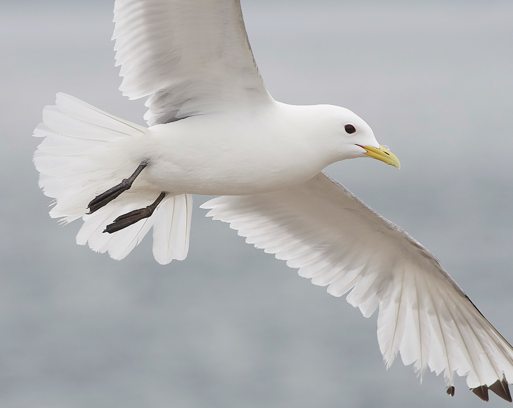 StapleIslandKittiwake130618-7