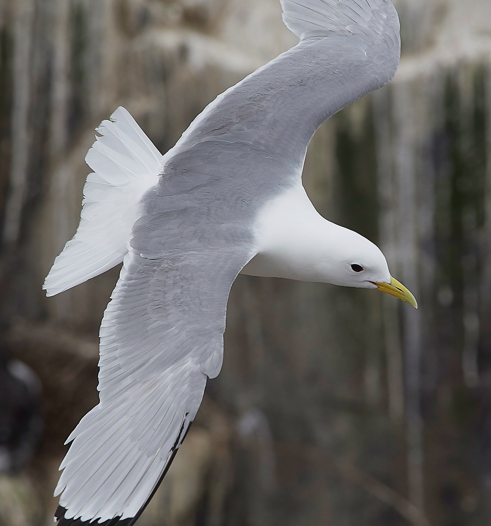StapleIslandKittiwake130618-9