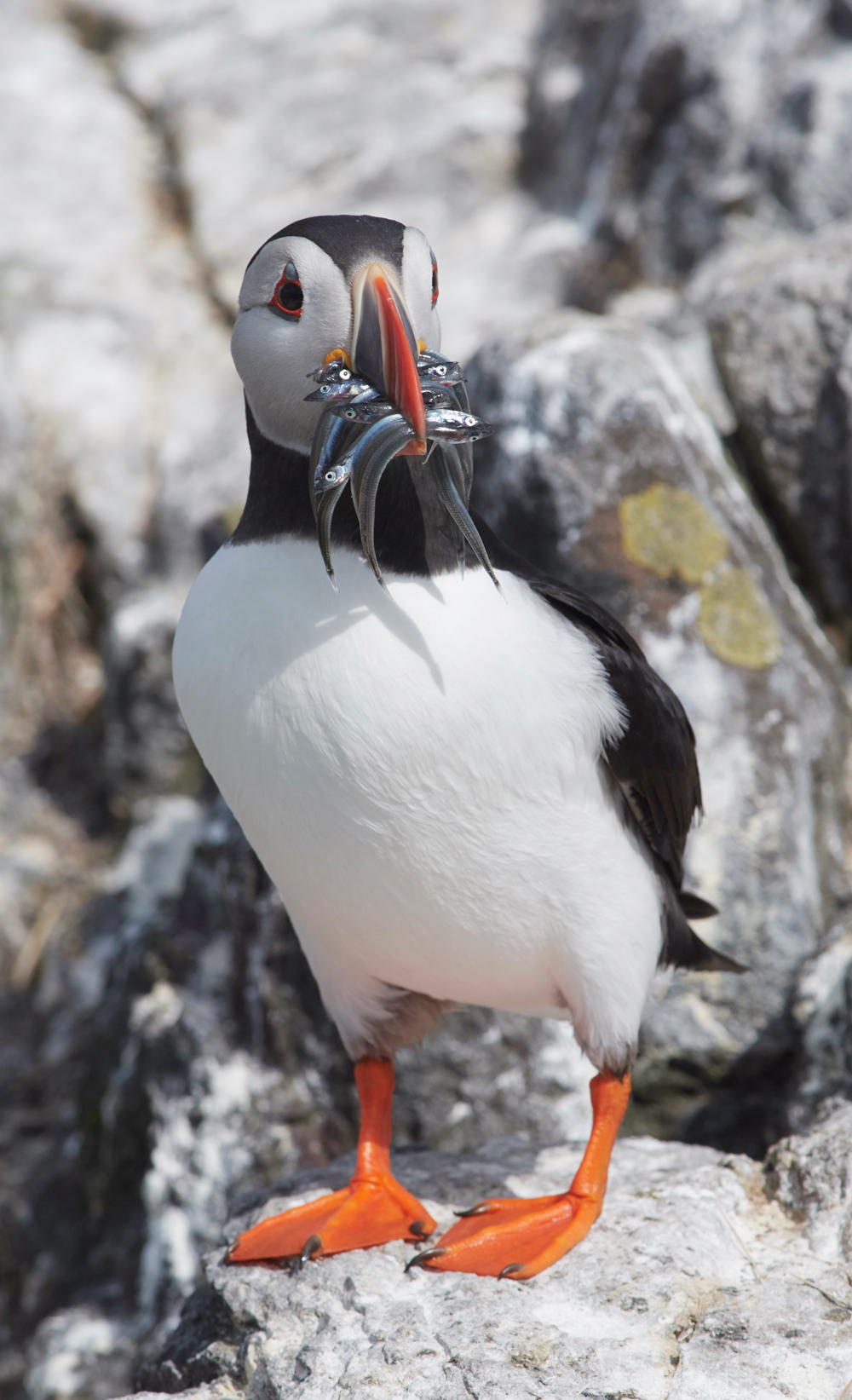 StapleIslandPuffin130618-10