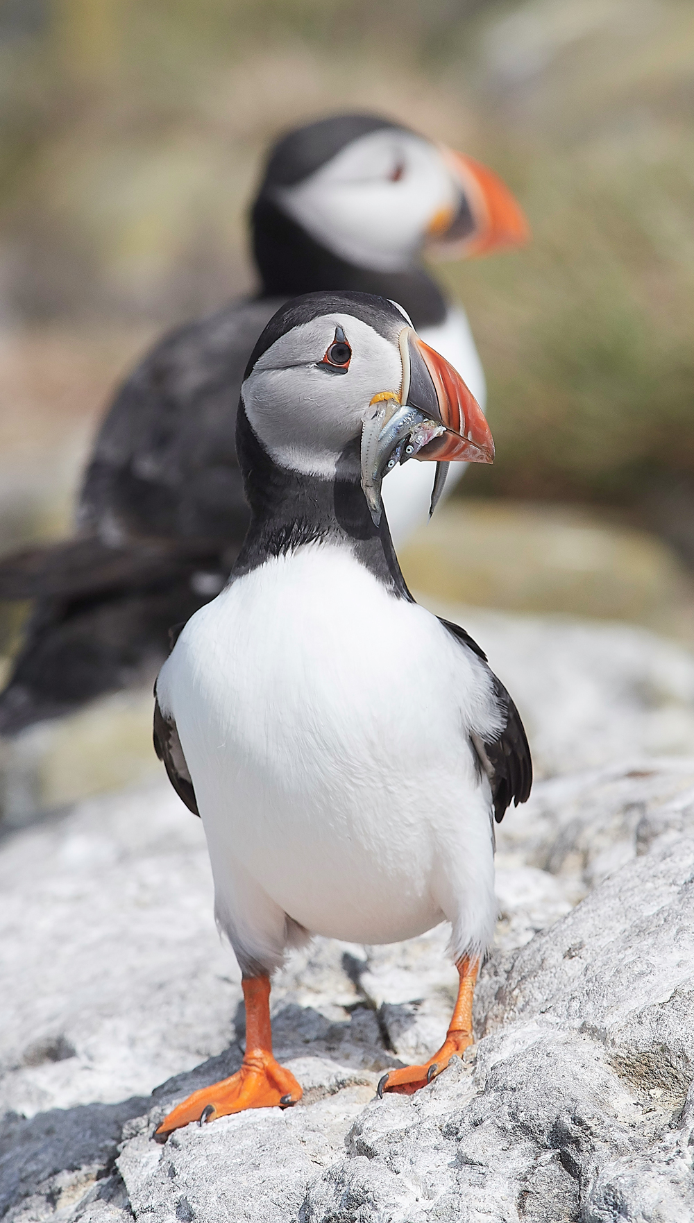 StapleIslandPuffin130618-11