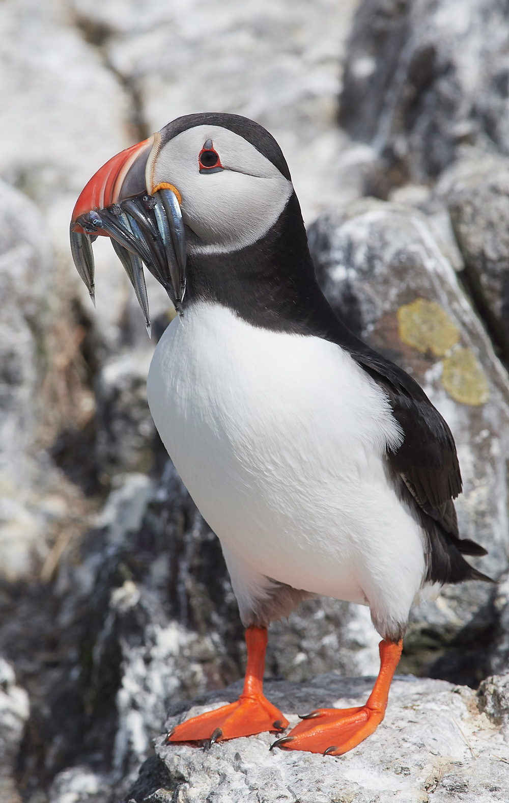 StapleIslandPuffin130618-12