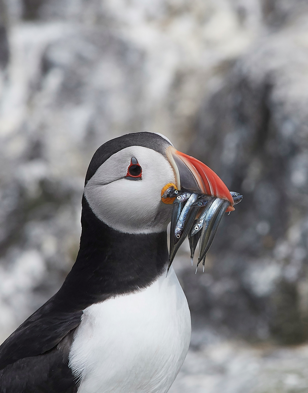 StapleIslandPuffin130618-13