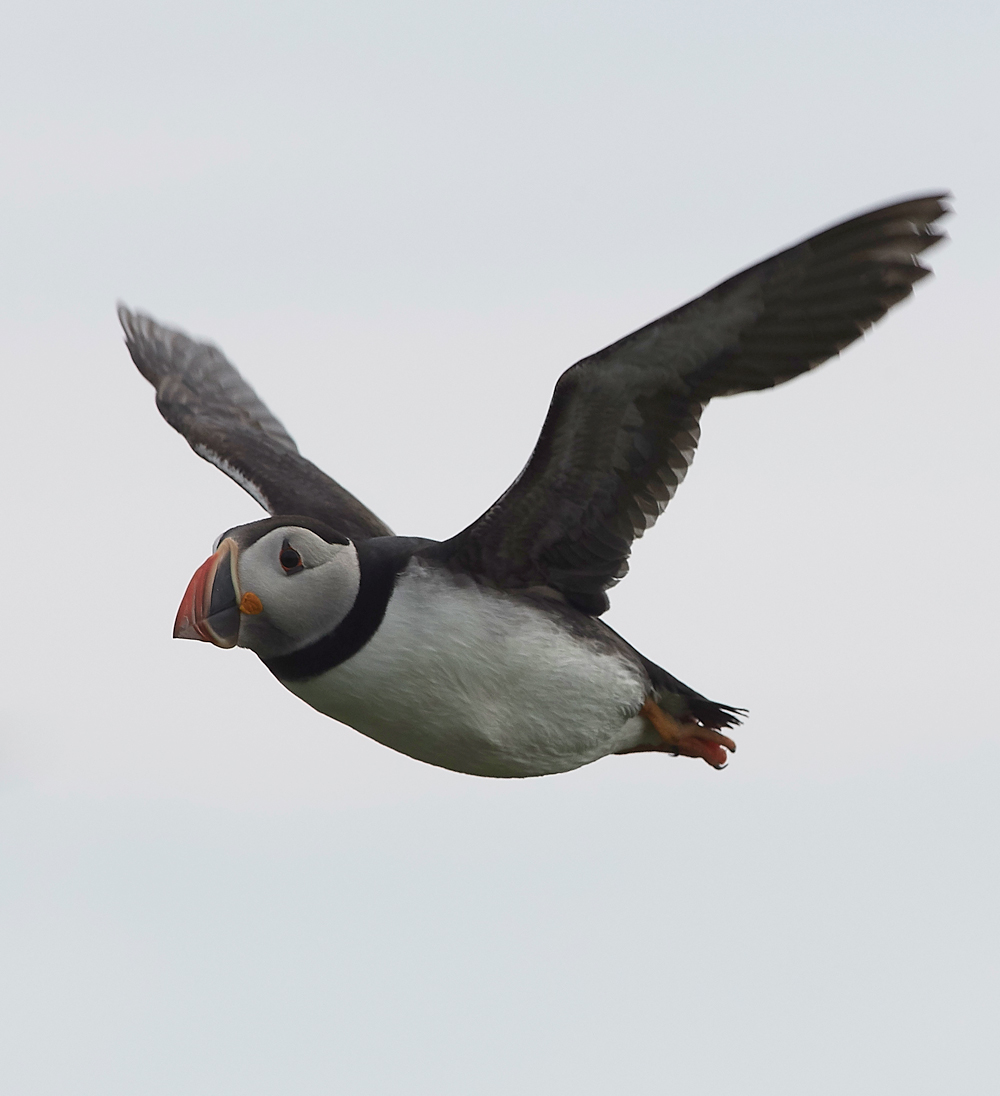 StapleIslandPuffin130618-14