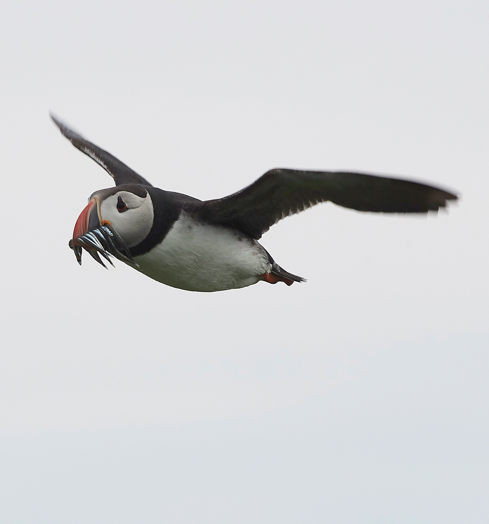 StapleIslandPuffin130618-15