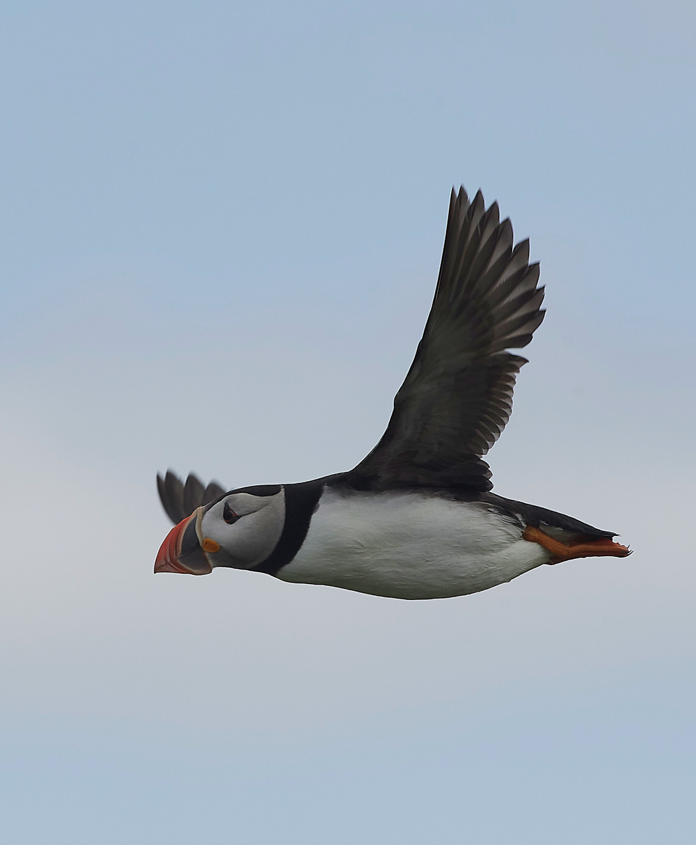 StapleIslandPuffin130618-16