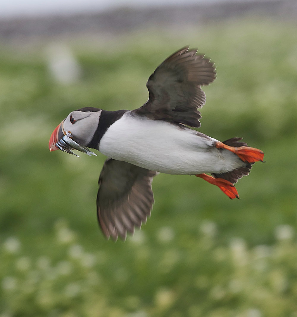 StapleIslandPuffin130618-17