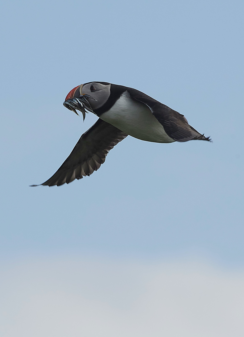 StapleIslandPuffin130618-18
