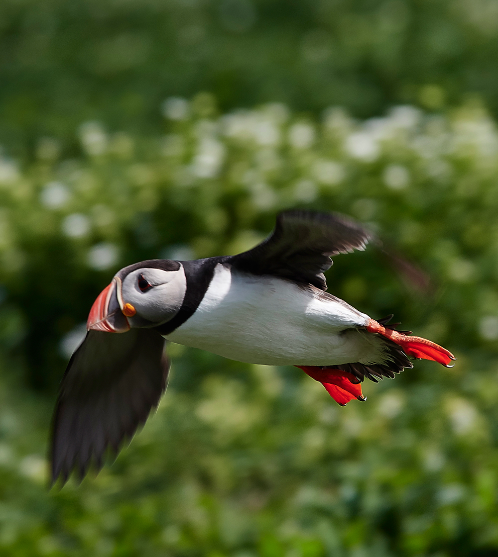StapleIslandPuffin130618-19