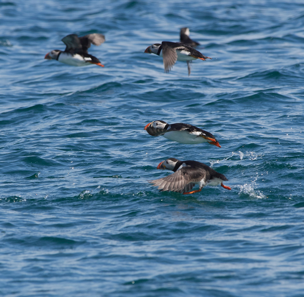 StapleIslandPuffin130618-2