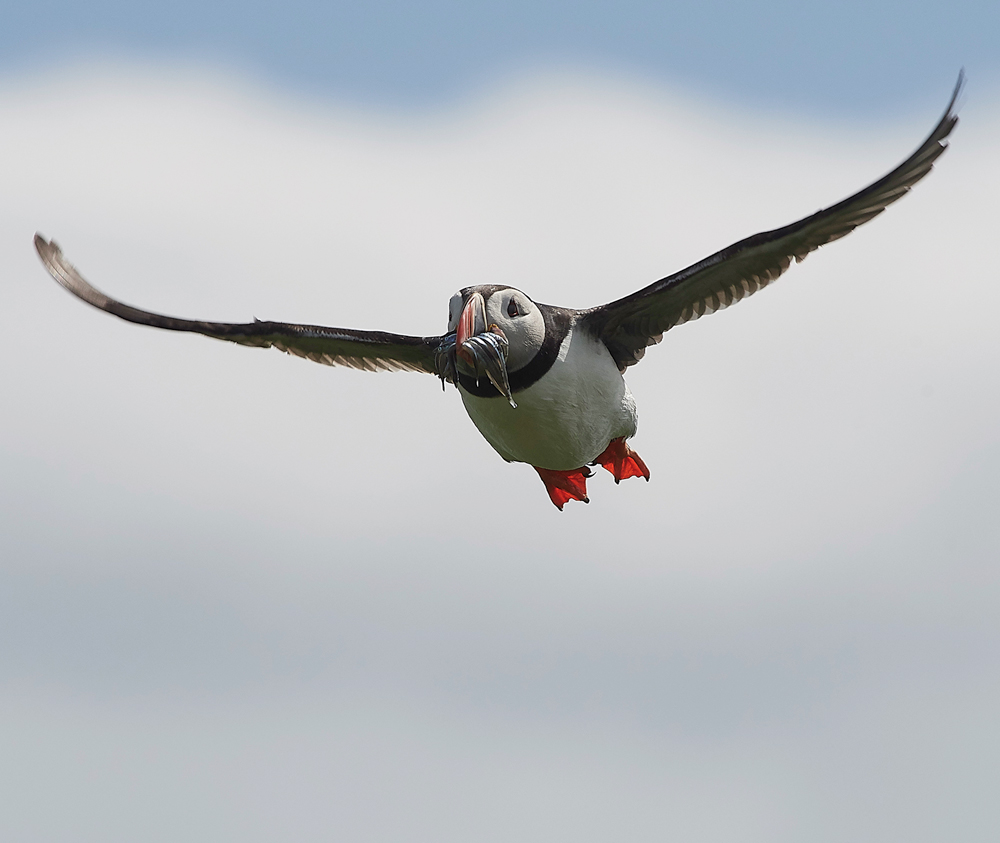 StapleIslandPuffin130618-20