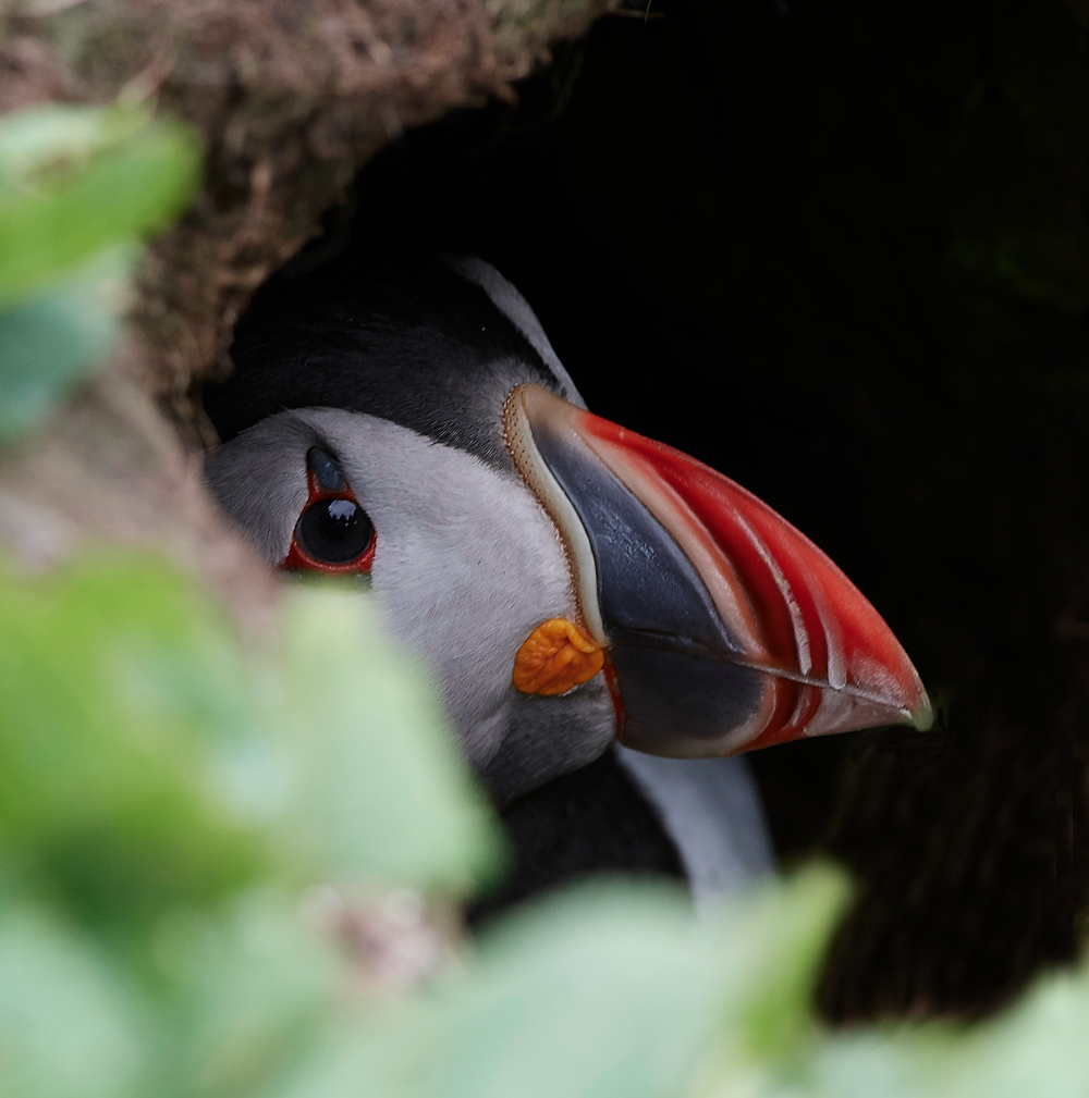 StapleIslandPuffin130618-21