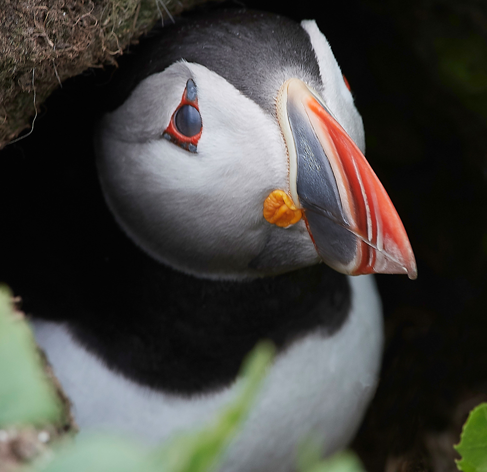 StapleIslandPuffin130618-22