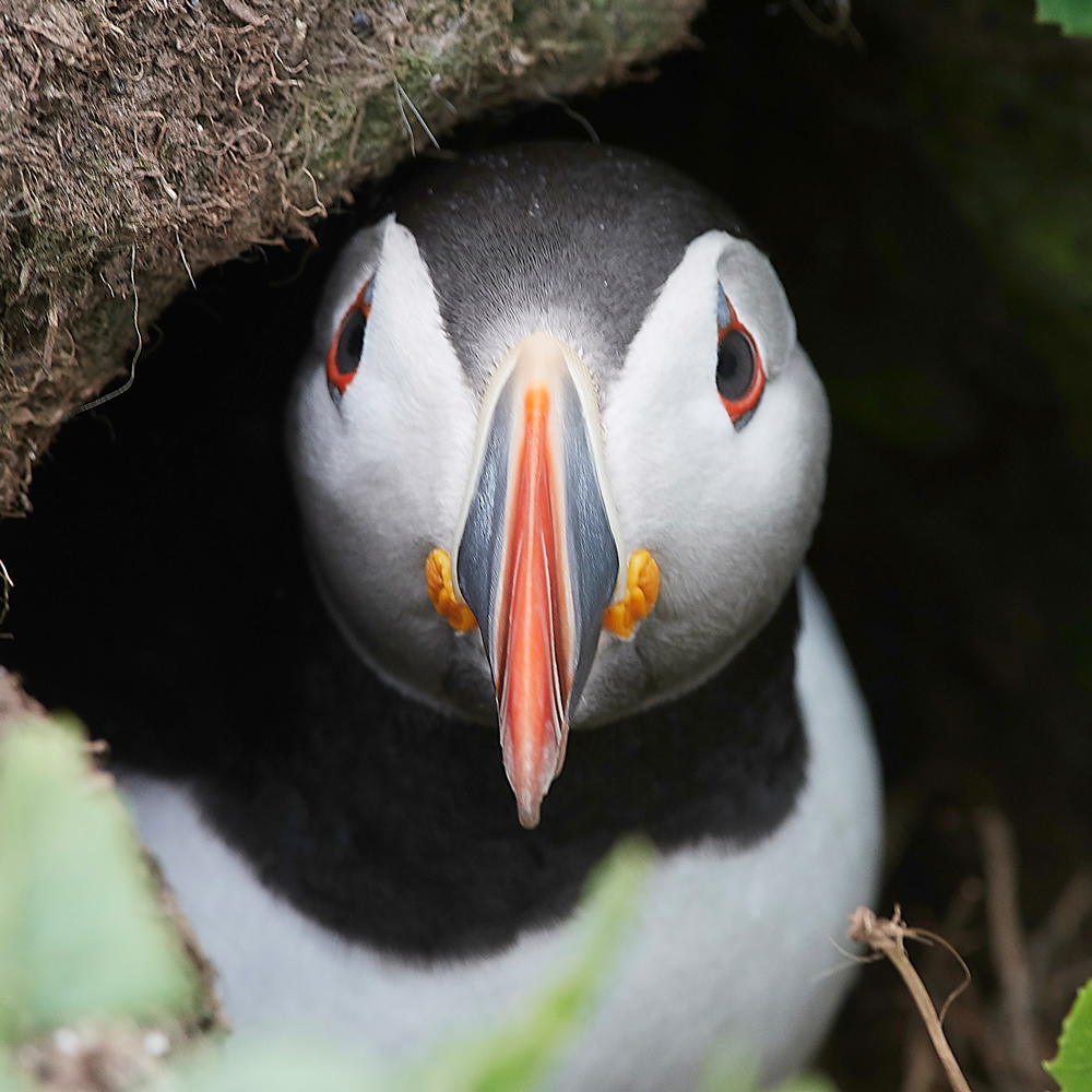 StapleIslandPuffin130618-23