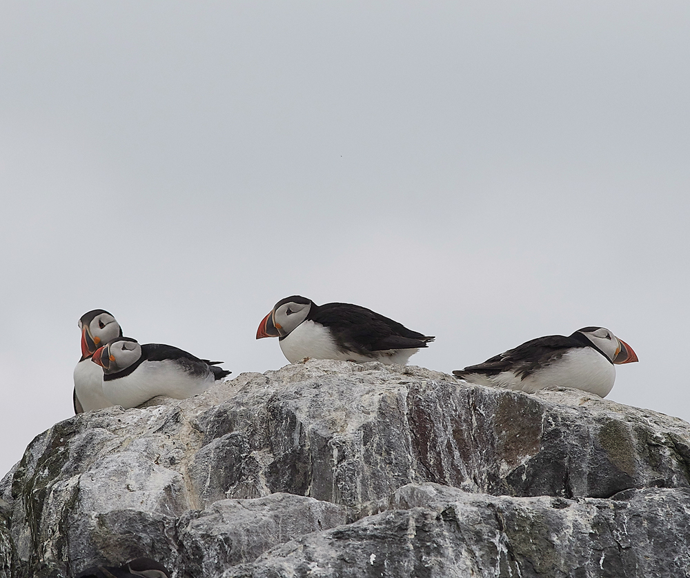 StapleIslandPuffin130618-24