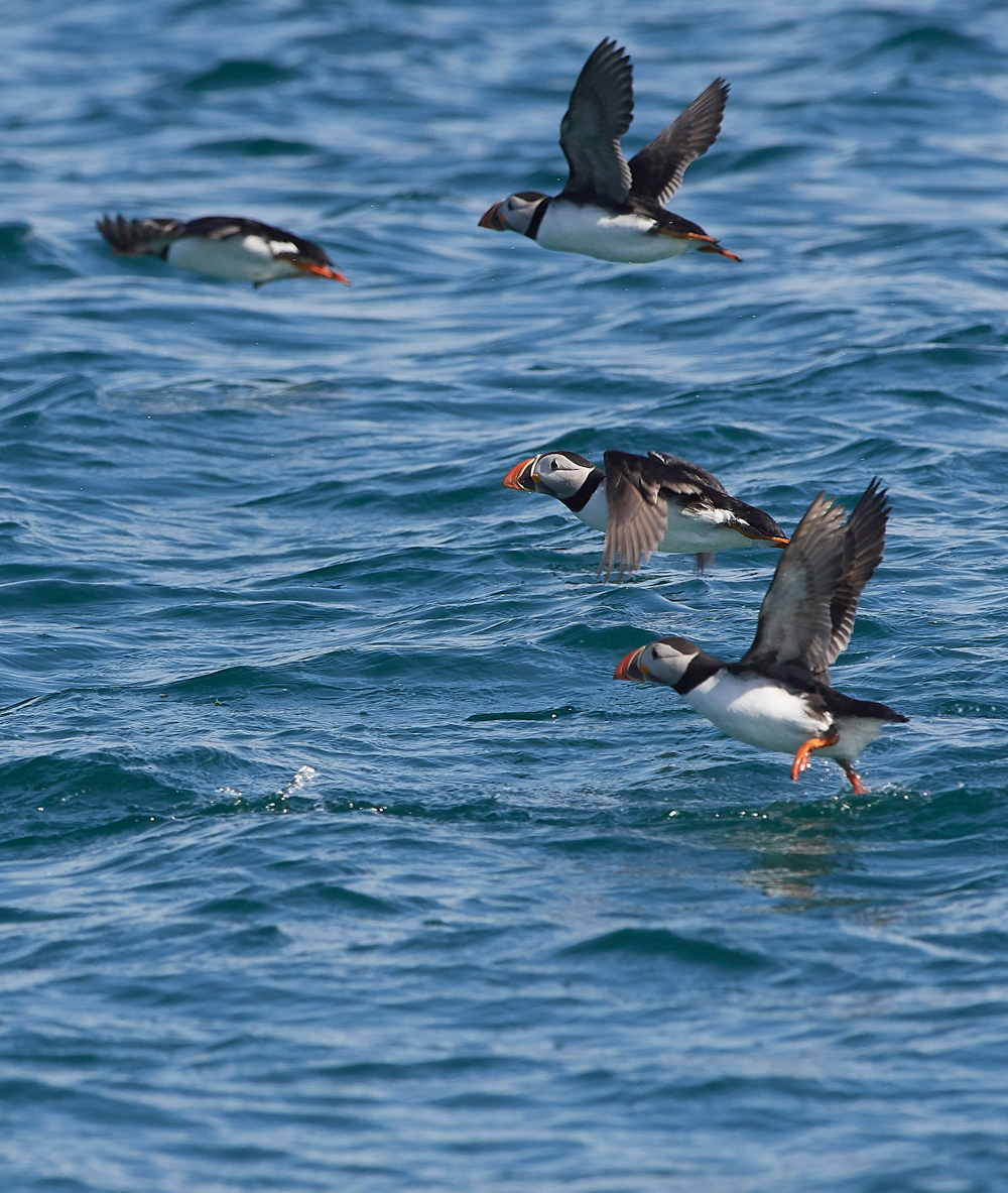 StapleIslandPuffin130618-3