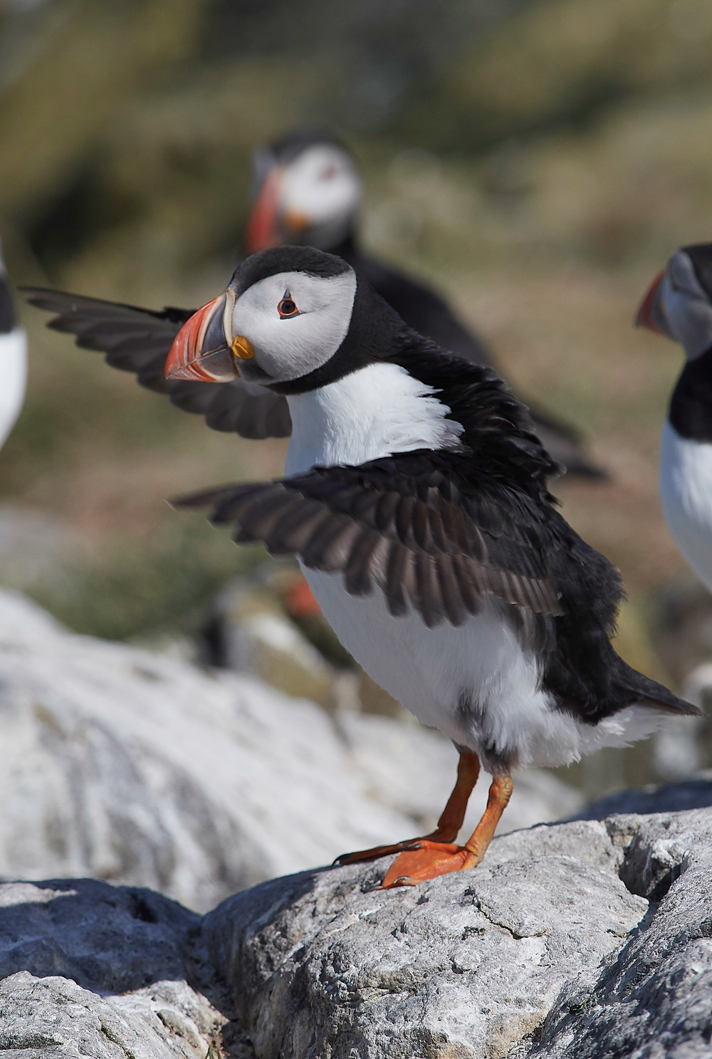 StapleIslandPuffin130618-4