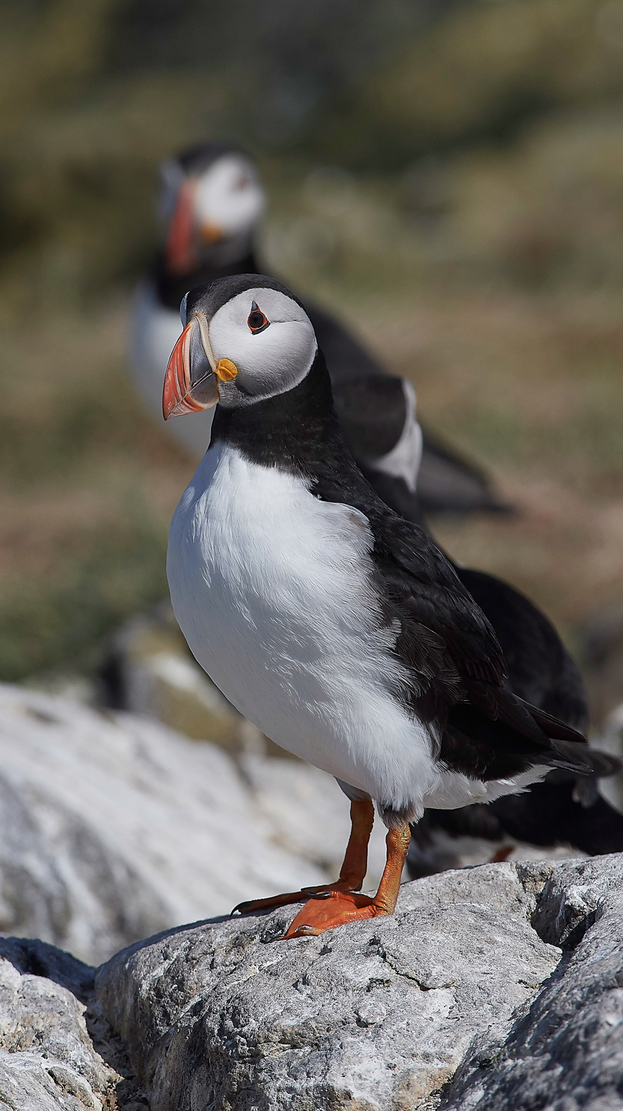 StapleIslandPuffin130618-5