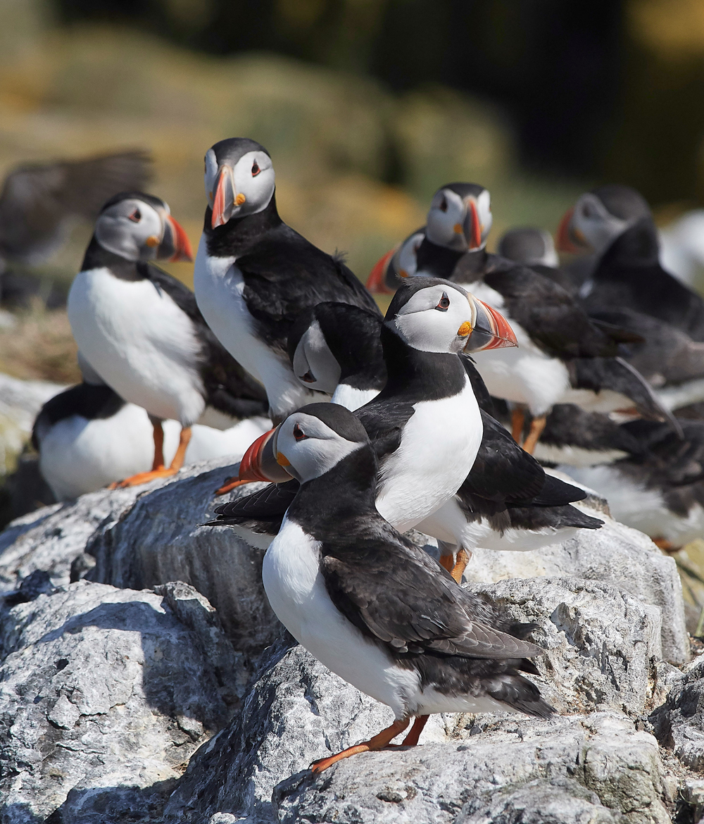 StapleIslandPuffin130618-6