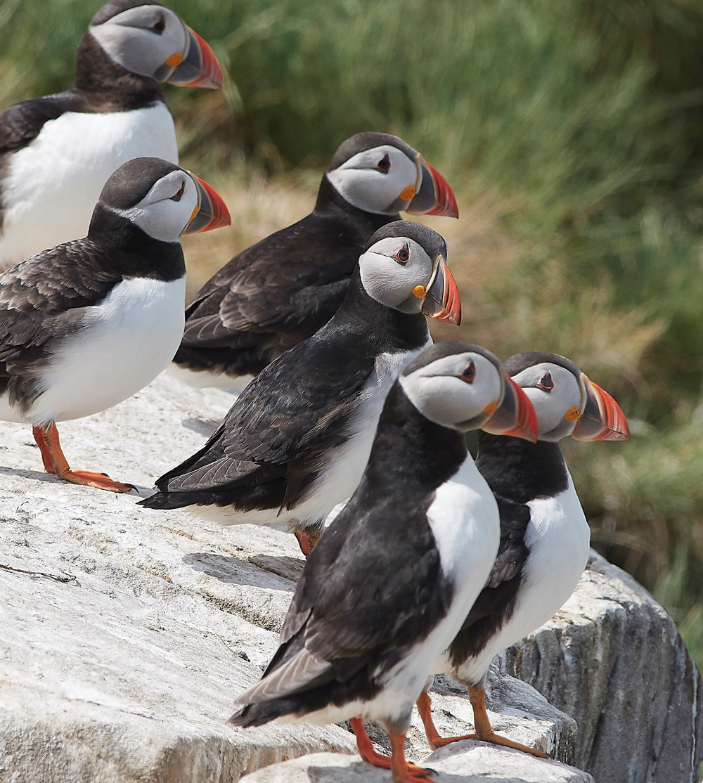 StapleIslandPuffin130618-7