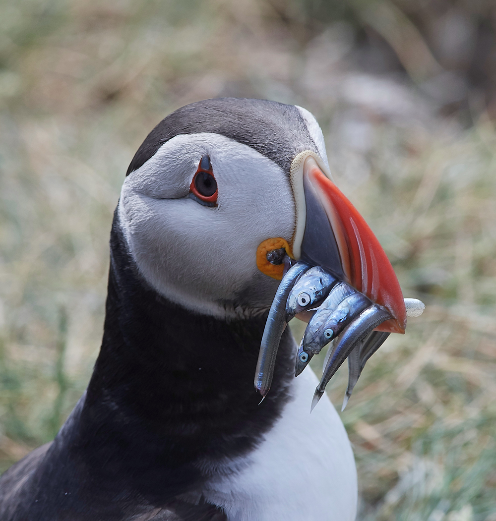 StapleIslandPuffin130618-8