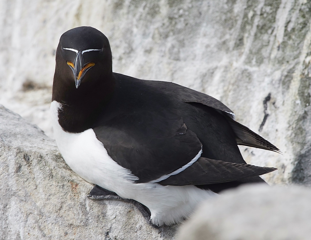 StapleIslandRazorbill130618-4
